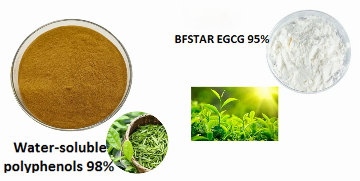 Green Tea extract factory