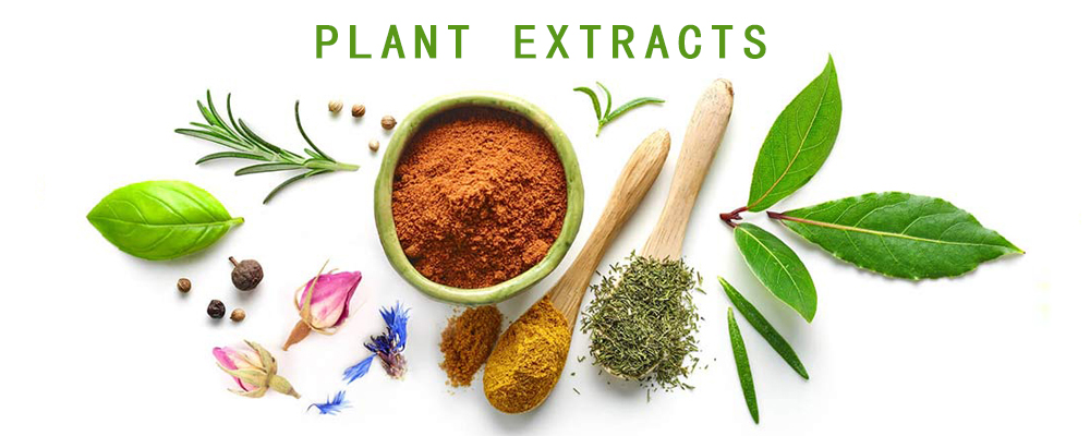 Curcumin factory