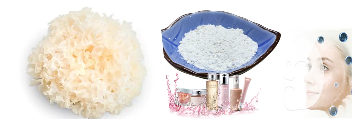 Tremella Extract factory